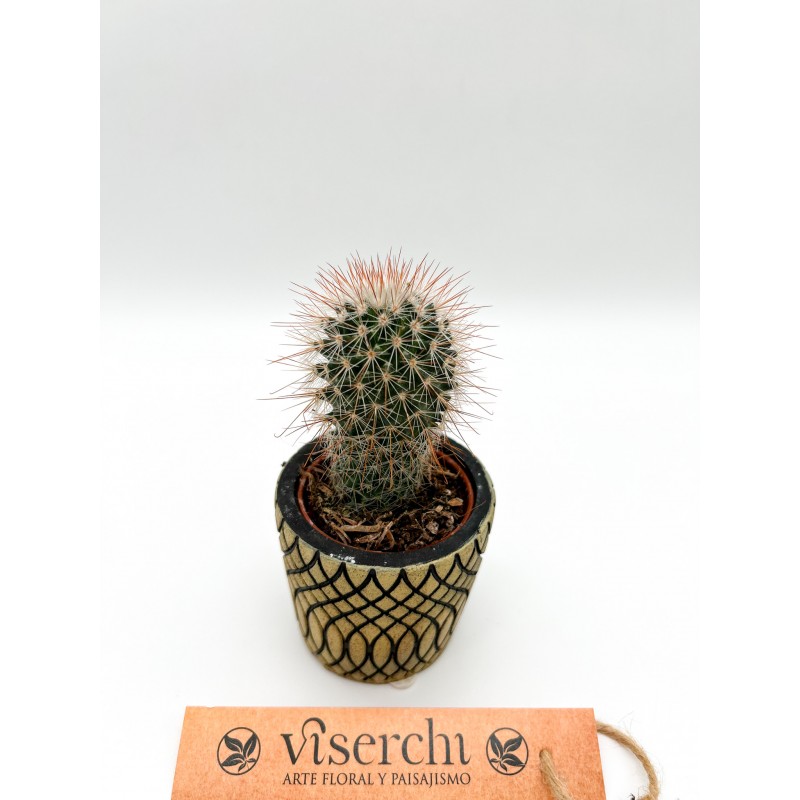 Comprar cactus XS de floristería Viserchi en Arganzuela, Madrid