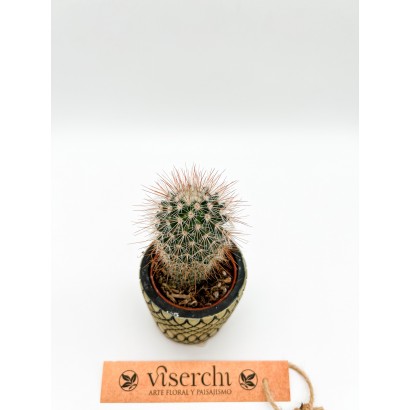 Comprar cactus XS de floristería Viserchi en Arganzuela, Madrid