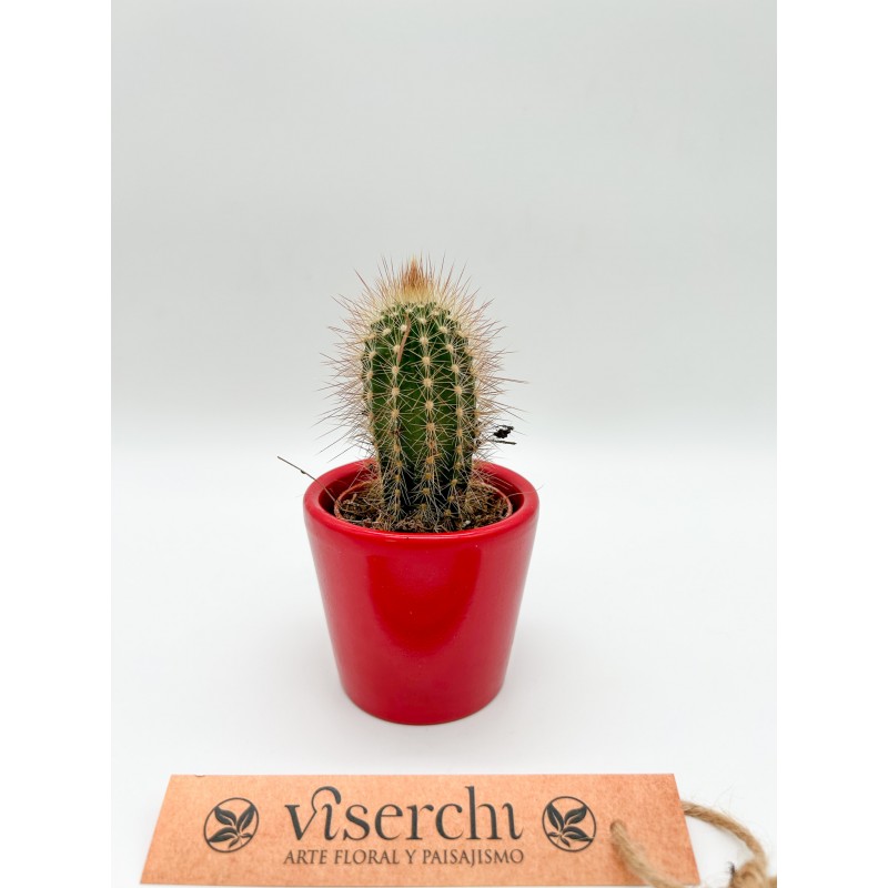 Comprar cactus XS de floristería Viserchi en Arganzuela, Madrid