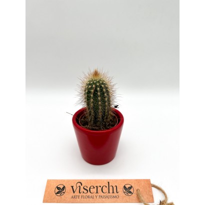 Comprar cactus XS de floristería Viserchi en Arganzuela, Madrid