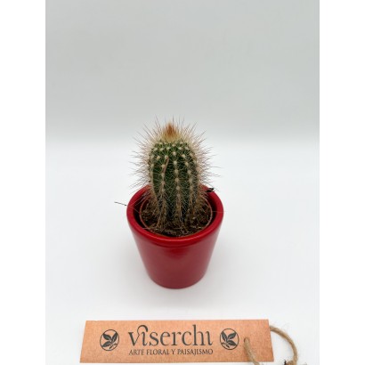 Comprar cactus XS de floristería Viserchi en Arganzuela, Madrid