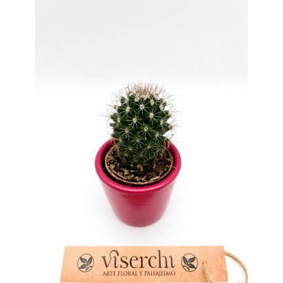 Comprar cactus XS de floristería Viserchi en Arganzuela, Madrid