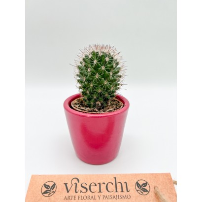 Comprar cactus XS de floristería Viserchi en Arganzuela, Madrid