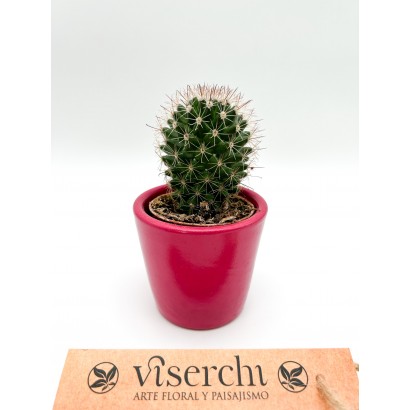 Comprar cactus XS de floristería Viserchi en Arganzuela, Madrid