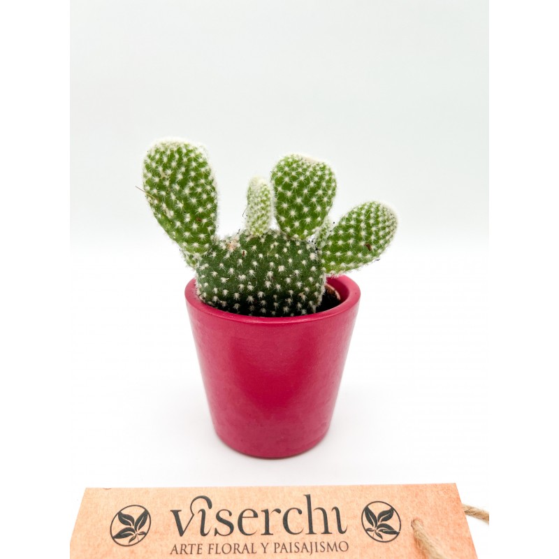 Comprar cactus XS de floristería Viserchi en Arganzuela, Madrid