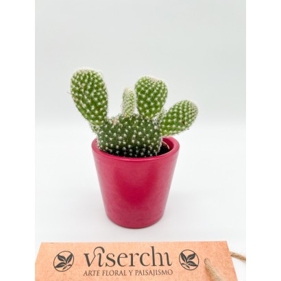 Comprar cactus XS de floristería Viserchi en Arganzuela, Madrid