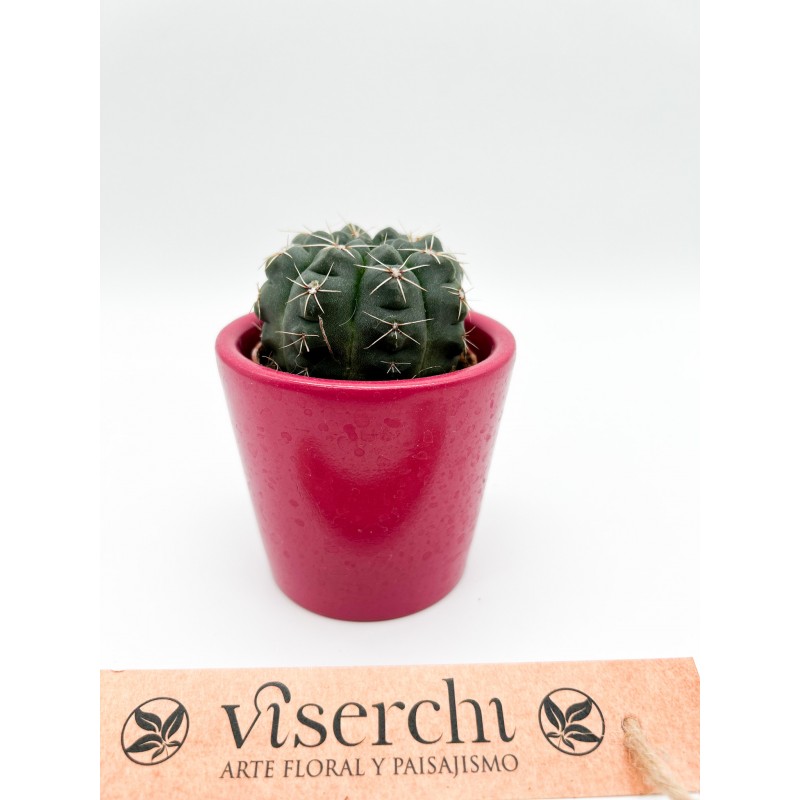 Comprar cactus XS de floristería Viserchi, floristería en Arganzuela, Madrid