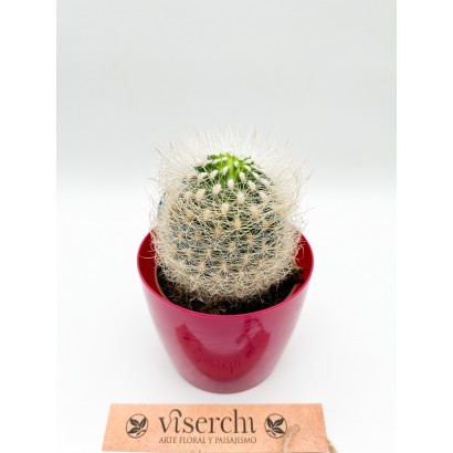 Comprar Cactus S de floristería Viserchi, floristería en Arganzuela, Madrid