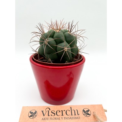 Comprar Cactus S de floristería Viserchi, floristería en Arganzuela, Madrid
