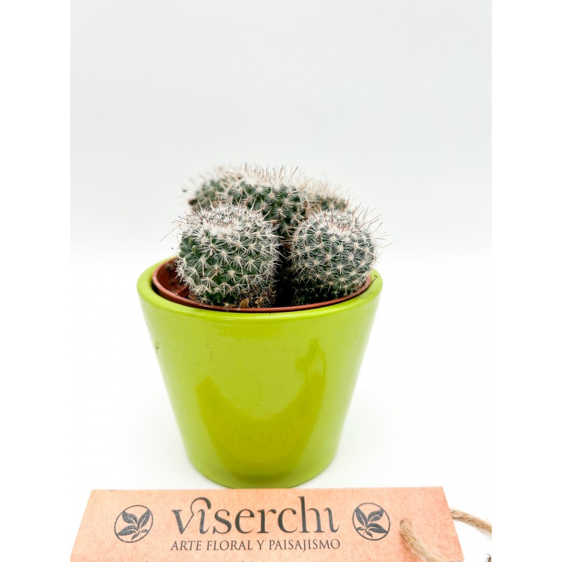 Comprar Cactus S de floristería Viserchi, floristería en Arganzuela, Madrid