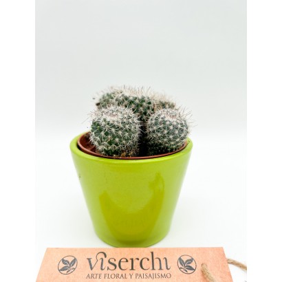 Comprar Cactus S de floristería Viserchi, floristería en Arganzuela, Madrid