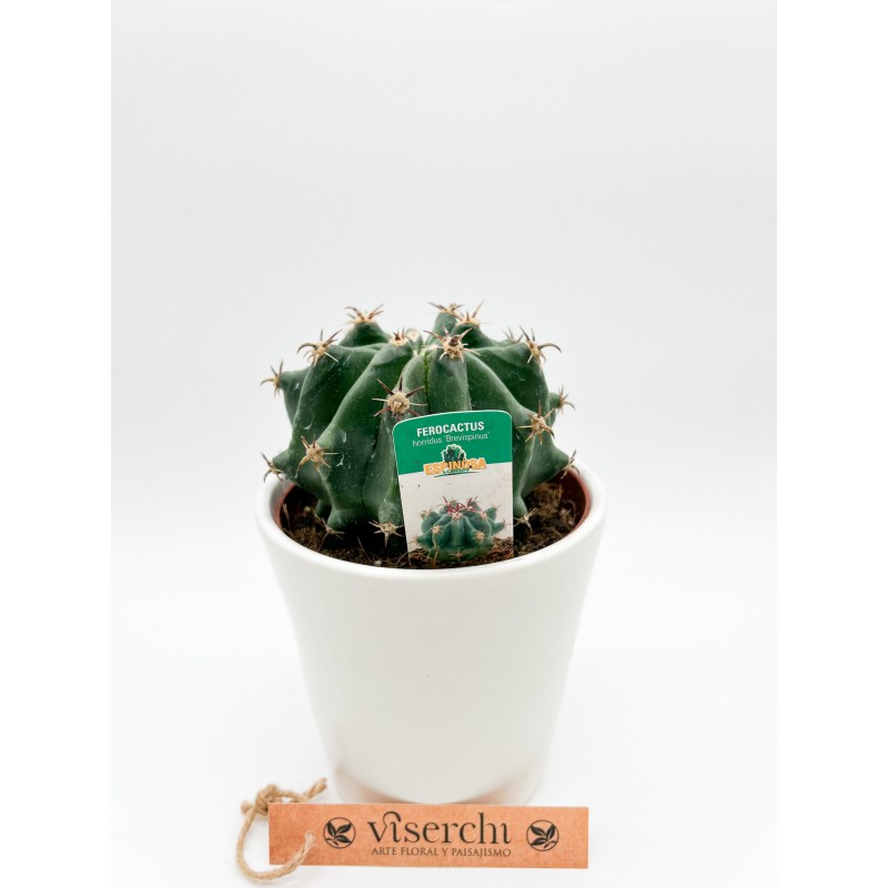 Comprar Cactus M de floristería Viserchi, floristería en Arganzuela, Madrid
