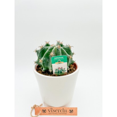 Comprar Cactus M de floristería Viserchi, floristería en Arganzuela, Madrid