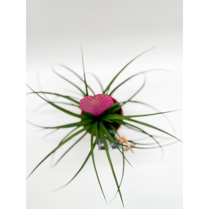 Comprar tillansia cyanea pequeña de floristería Viserechi, floristería en Arganzuela, Madrid