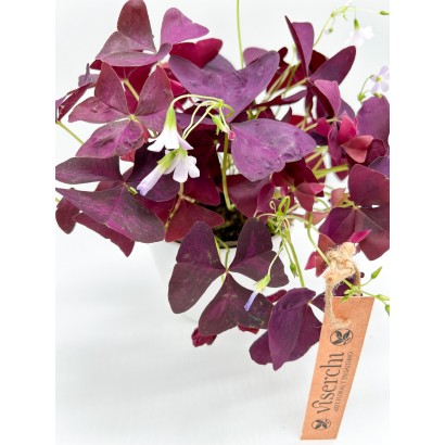 Comprar oxalis triangularis de floristería Viserechi, floristería en Arganzuela, Madrid