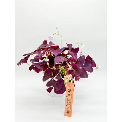 Comprar oxalis triangularis de floristería Viserechi, floristería en Arganzuela, Madrid