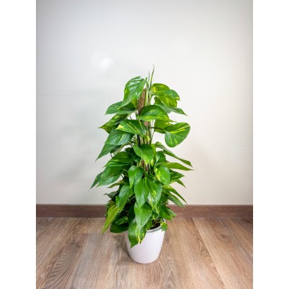 Pothos Planta de Interior