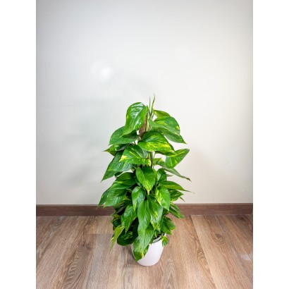 Pothos Planta de Interior