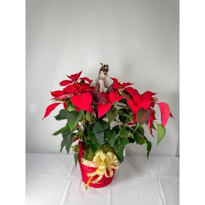 CESTA NAVIDAD POINSSETIA...