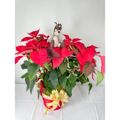 CESTA NAVIDAD POINSSETIA...