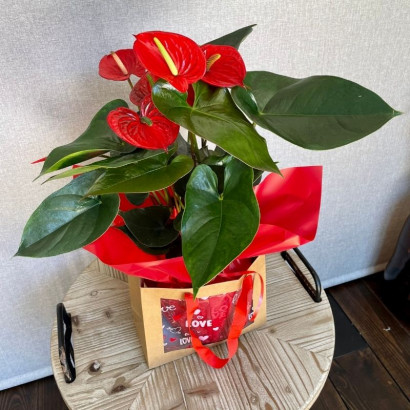 Anthurium rojo de floristería Viserchi, floristería en Arganzuela, Madrid