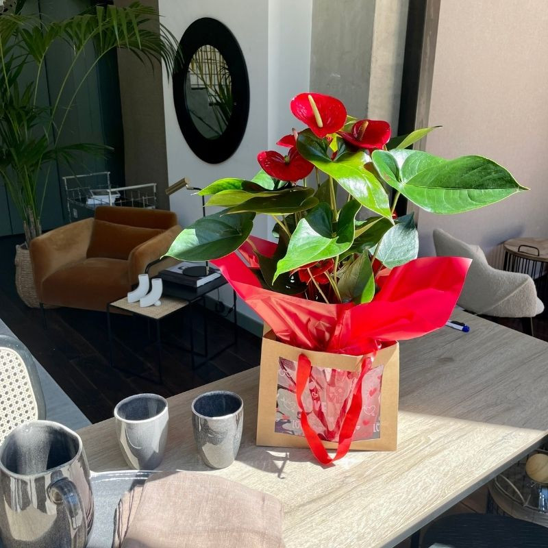 Anthurium rojo de floristería Viserchi, floristería en Arganzuela, Madrid Anthurium rojo de floristería Viserchi, floristería en Arganzuela, Madrid