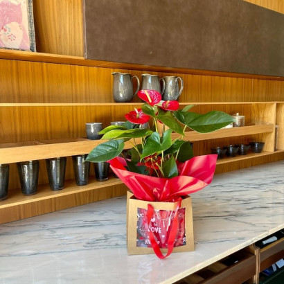 Anthurium rojo de floristería Viserchi, floristería en Arganzuela, Madrid