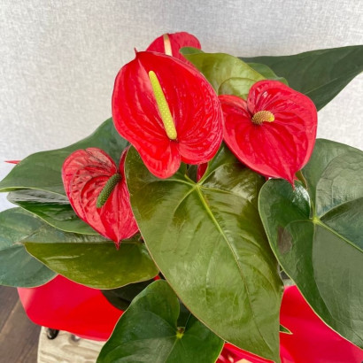 Anthurium rojo de floristería Viserchi, floristería en Arganzuela, Madrid