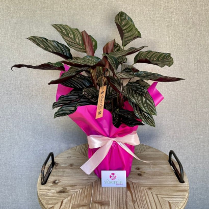 Calathea ornata en floristería Viserchi, floristería en Arganzuela, Madrid
