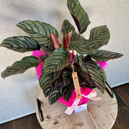 Calathea ornata en floristería Viserchi, floristería en Arganzuela, Madrid