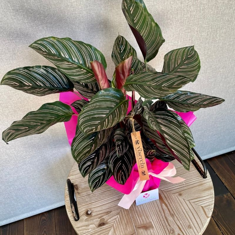 Calathea ornata en floristería Viserchi, floristería en Arganzuela, Madrid