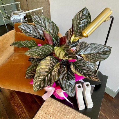 Calathea ornata en floristería Viserchi, floristería en Arganzuela, Madrid