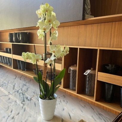Comprar orquídea amarilla de floristería Viserechi, floristería en Arganzuela, Madrid