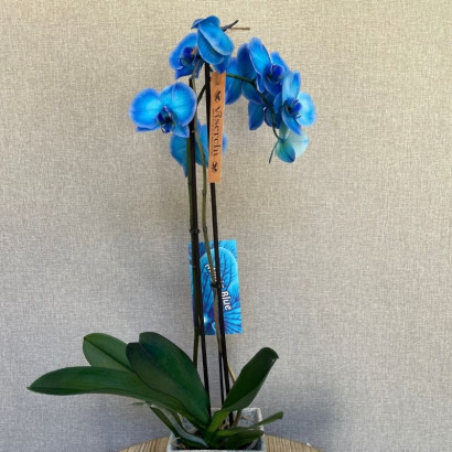 Comprar orquídea azul planta de interior en floristería Viserchi, floristería en Arganzuela, Madrid