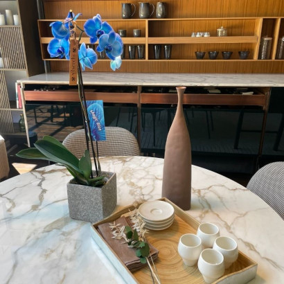 Comprar orquídea azul planta de interior en floristería Viserchi, floristería en Arganzuela, Madrid