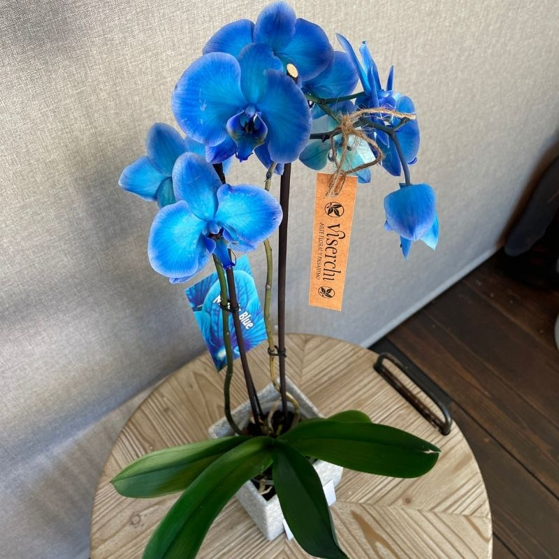 Comprar orquídea azul planta de interior en floristería Viserchi, floristería en Arganzuela, Madrid Comprar orquídea azul planta de interior en floristería Viserchi, floristería en Arganzuela, Madrid