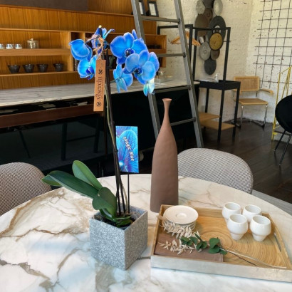 Comprar orquídea azul planta de interior en floristería Viserchi, floristería en Arganzuela, Madrid