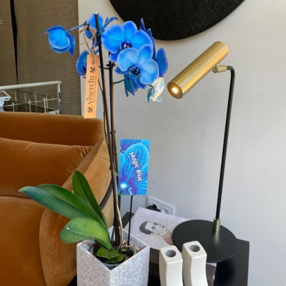 Comprar orquídea azul planta de interior en floristería Viserchi, floristería en Arganzuela, Madrid