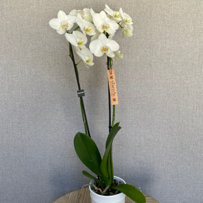 Comprar orquídea blanca planta de interior en floristería Viserchi, floristería en Arganzuela, Madrid