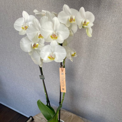 Comprar orquídea blanca planta de interior en floristería Viserchi, floristería en Arganzuela, Madrid