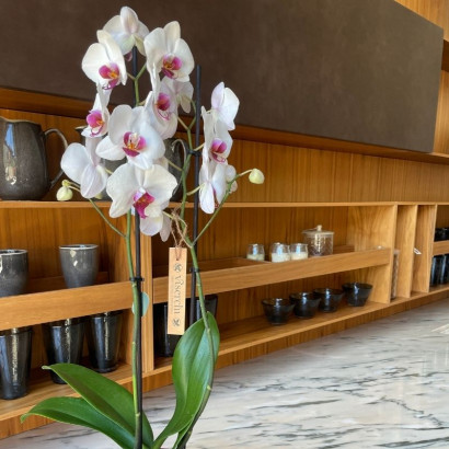 Comprar orquídea blanca y malva de floristería Viserchi, floristería en Arganzuela, Madrid