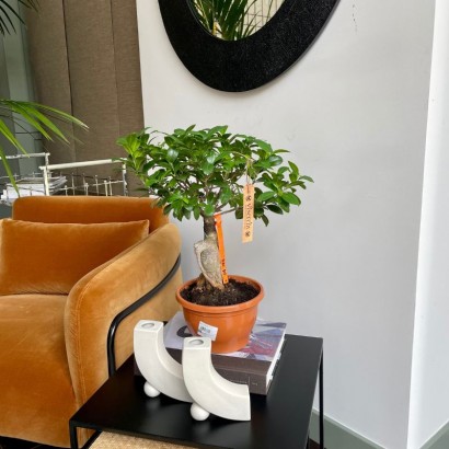 Comprar Bonsai Ficus Ginseng grande de floristería Viserchi, floristería en Arganzuela, Madrid