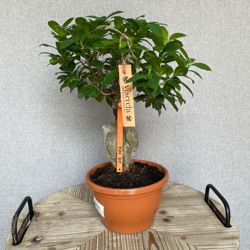 Comprar Bonsai Ficus Ginseng grande de floristería Viserchi, floristería en Arganzuela, Madrid