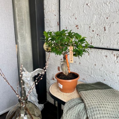 Comprar Bonsai Ficus Ginseng grande de floristería Viserchi, floristería en Arganzuela, Madrid