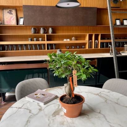 Comprar Bonsai Ficus Ginseng grande de floristería Viserchi, floristería en Arganzuela, Madrid