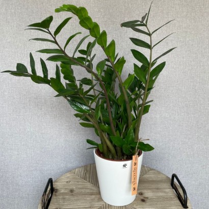 Comprar planta de interior Zamioculca en floristería Viserchi en Arganzuela, Madrid