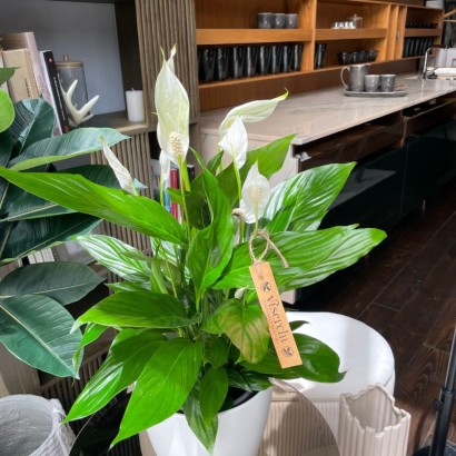 Comprar planta de interior Spathiphyllum en floristería Viserchi, floristería en Arganzuela, Madrid