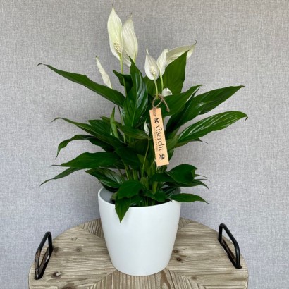 Comprar planta de interior Spathiphyllum en floristería Viserchi, floristería en Arganzuela, Madrid