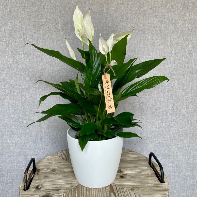 Comprar planta de interior Spathiphyllum en floristería Viserchi, floristería en Arganzuela, Madrid Comprar planta de interior Spathiphyllum en floristería Viserchi, floristería en Arganzuela, Madrid