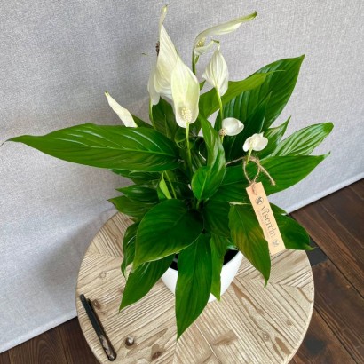 Comprar planta de interior Spathiphyllum en floristería Viserchi, floristería en Arganzuela, Madrid